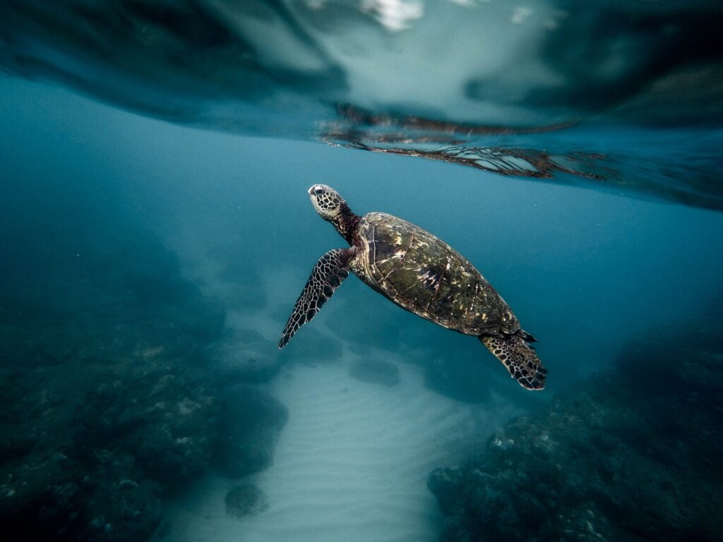 How do sea turtles adapt to climate change