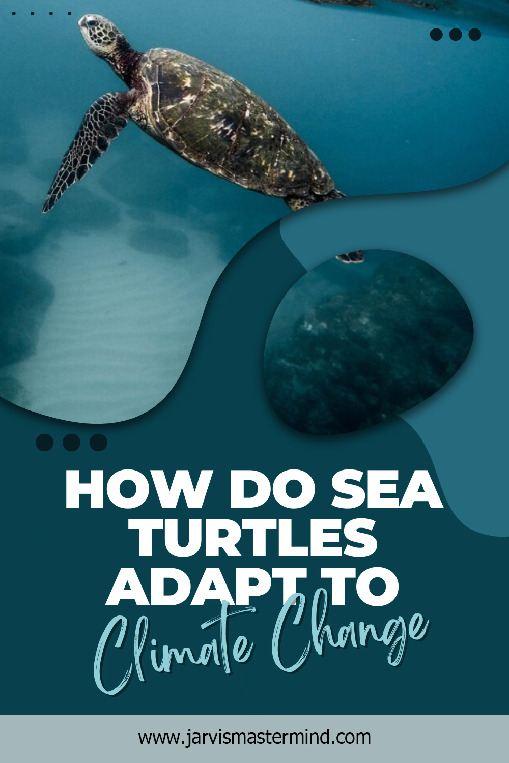 How Do Sea Turtles Adapt to Climate Change Jarvis Mastermind