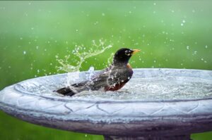 best-solar-fountain-for-bird-bath